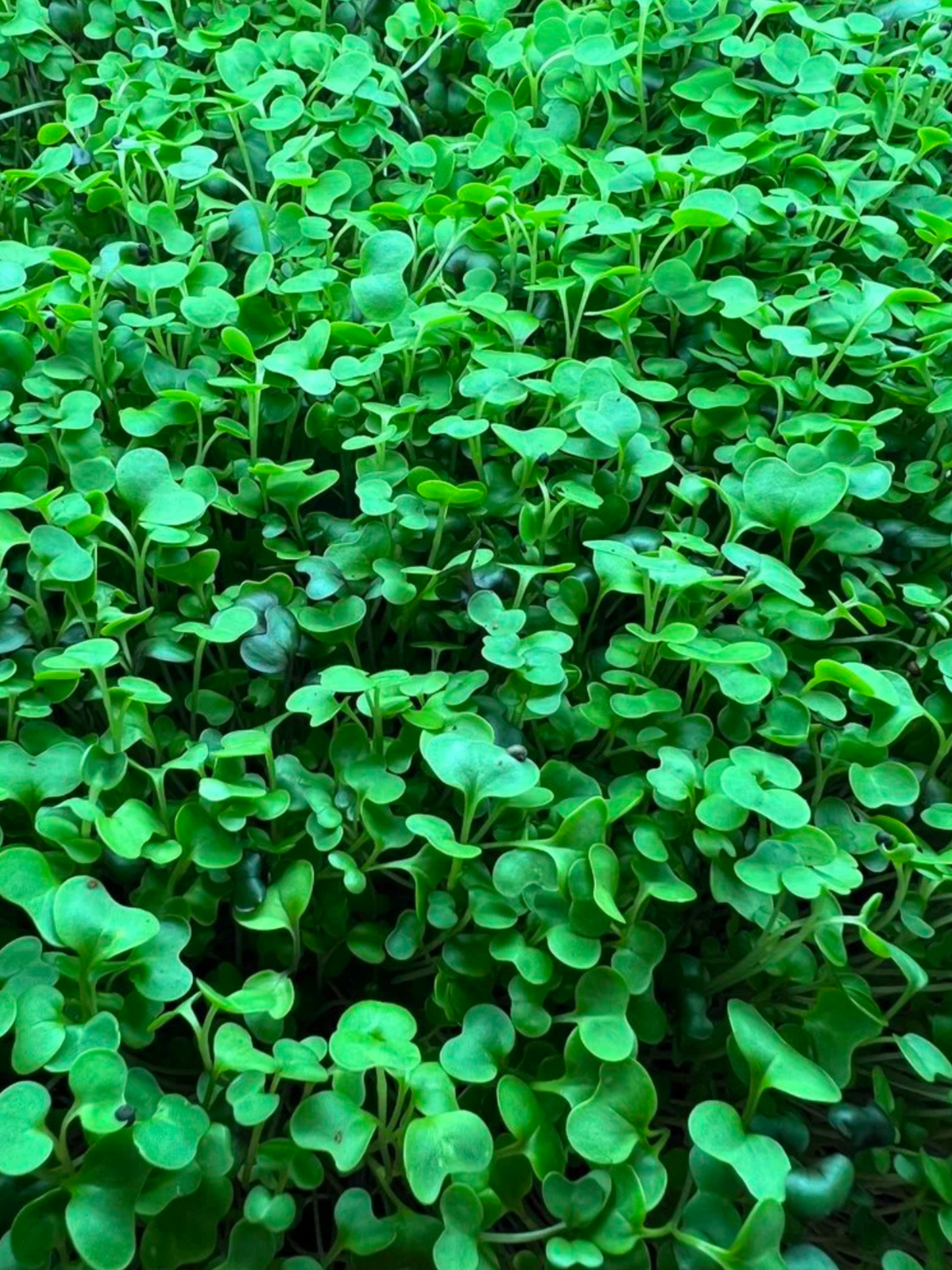 Salad Mix