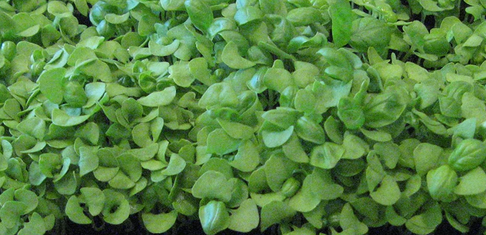 Basil