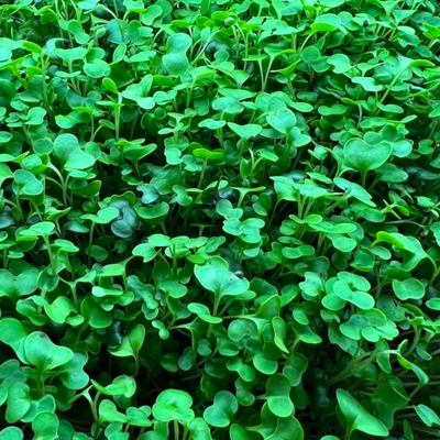 Salad Mix