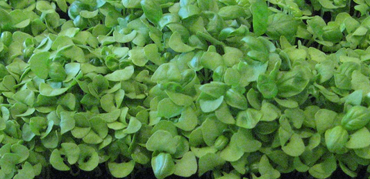 Basil