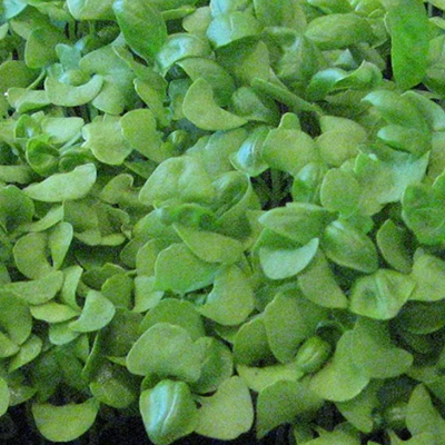 Basil